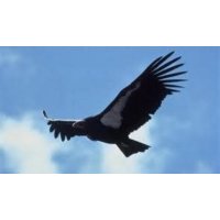 Radio Condor Bucharest logo